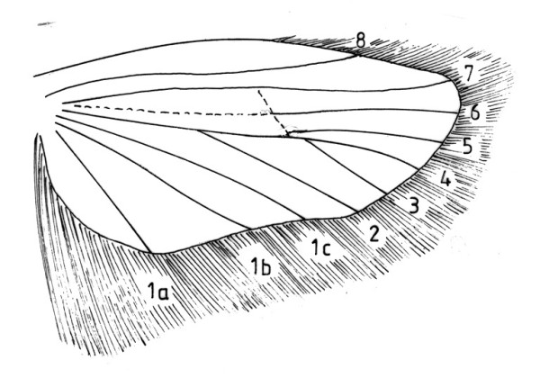 Achtervleugel met aderstelsel en franje van een Depressaria-soort (Oecophoridae).